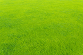 Green grass background texture. - PhotoDune Item for Sale
