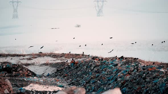 Crows Searching Food at Garbage Dump