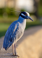 A Yellow-Crowned Night Heron - PhotoDune Item for Sale