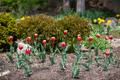 Tulips in garden - PhotoDune Item for Sale