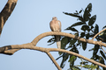 Red eyed dove bird perched on a branch - PhotoDune Item for Sale