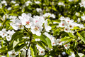 white flowers of apple tree in city park close up - PhotoDune Item for Sale