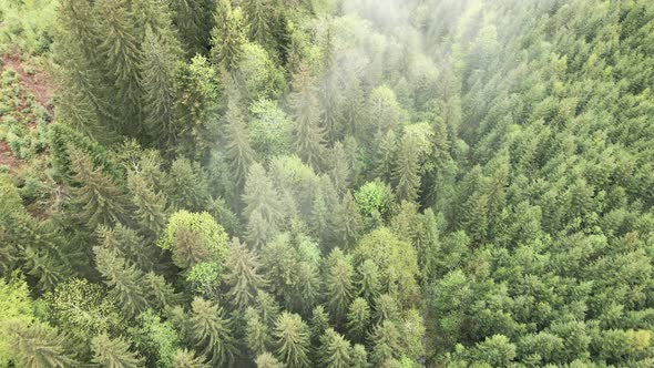 Ukraine, Carpathians: Forest Landscape, Aerial View