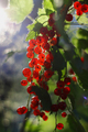 ripe currant on a branch. the concept of growing and harvesting. Fruits growing in an organic garden - PhotoDune Item for Sale