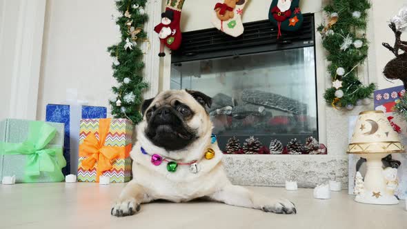 Funny Pug Dog in Christmas Beads Turns Head, Gifts and Christmas Fireplace in the Background