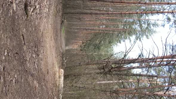 Vertical Video of a Road in the Forest Slow Motion