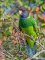 Australian Ringneck or Twenty-eight Parrot - PhotoDune Item for Sale