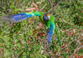 Australian Ringneck Parrot in Flight - PhotoDune Item for Sale