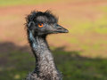 Portrait of an Emu - PhotoDune Item for Sale