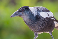 Australian Magpie (Western) - PhotoDune Item for Sale