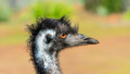 Portrait of an Emu - PhotoDune Item for Sale