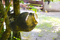 An old handmade cracked clay jug is drying on a tree branch. Ancient Ukrainian Slavic dishes. - PhotoDune Item for Sale