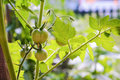 Green unripe tomato on a branch in plantation, natural homemade wholesome vegetables - PhotoDune Item for Sale