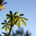 in spring, young chestnut leaves bloom. - PhotoDune Item for Sale