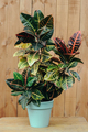 Croton plant close-up. Botanical name is Codiaeum Variegatum. Natural wood background. Beautiful - PhotoDune Item for Sale