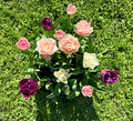 beautiful colorful tulips - PhotoDune Item for Sale