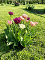 beautiful colorful tulips - PhotoDune Item for Sale