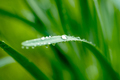 water drops on green leaf - PhotoDune Item for Sale