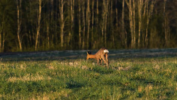 Wild European roe deer buck (Capreolus capreolus) eating in a green meadow, sunny spring evening, go