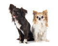 chihuahuas in studio - PhotoDune Item for Sale