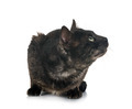 bengal cat in studio - PhotoDune Item for Sale