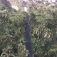 Aerial view coconut and sugar canne plantation in Santiago - Cape verde - Cabo verde - VideoHive Item for Sale