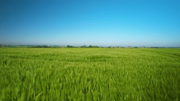 Aerial drone flying over grassland, field, beautiful springtime.