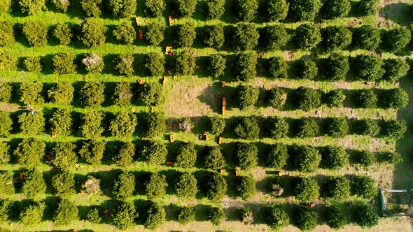 Birdseye Orange Garden