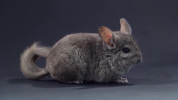 Gray Chinchilla at Black Background. Close Up