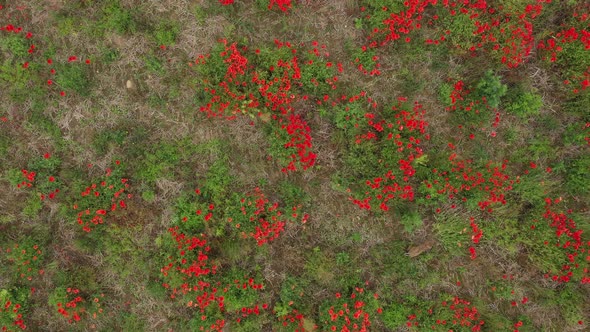 Aerial birds eye view of a brown bunny rabbit in a poppy field whilst hopping starting in the middle