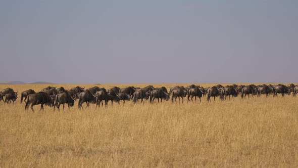 Wildebeests in Maasai Mara National Reserve