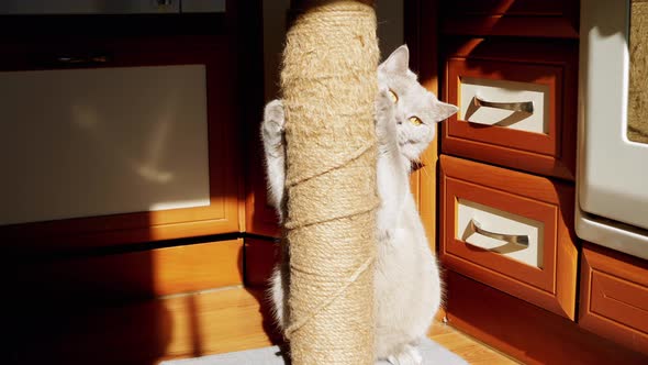 Gray Fluffy Cat Sharpens Claws on a Scratching Post in the Rays of Sunlight