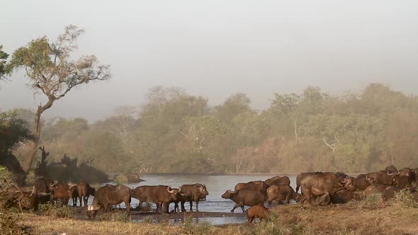 African buffalo in Kruger National park, South Africa