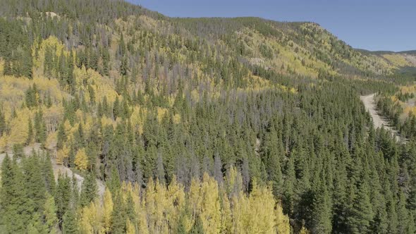 Fall foliage at Boreas Pass, CO