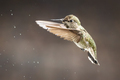 Beautiful Immature Male Anna's Hummingbird In Flight. - PhotoDune Item for Sale