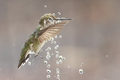 Beautiful Immature Male Anna's Hummingbird Enjoying The Water Fountain - PhotoDune Item for Sale
