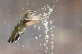 Beautiful Immature Male Anna's Hummingbird Enjoying The Water Fountain - PhotoDune Item for Sale