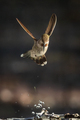 Beautiful Immature Male Anna's Hummingbird In Flight. - PhotoDune Item for Sale