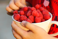 a mug full of ripe raspberries in the hands of a child. harvesting raspberries in the garden - PhotoDune Item for Sale