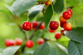 ripe cherries on a branch. the concept of cherry growing and harvesting - PhotoDune Item for Sale