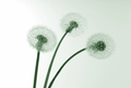 Three dandelions - PhotoDune Item for Sale