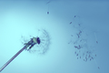 Dandelion with flying seeds - PhotoDune Item for Sale