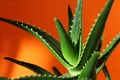 aloe on an orange background. minimalism and bright color combinations. Flowers in the interior. - PhotoDune Item for Sale