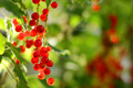 ripe currant on a branch. the concept of growing and harvesting. Fruits growing in an organic garden - PhotoDune Item for Sale