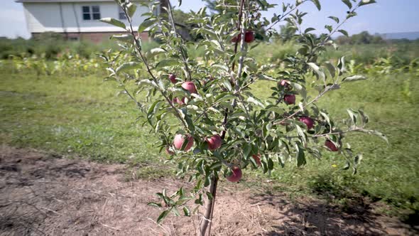 A young, small red delicious or fuji apple tree in an orchard bearing fruit.  Steadicam camera orbit