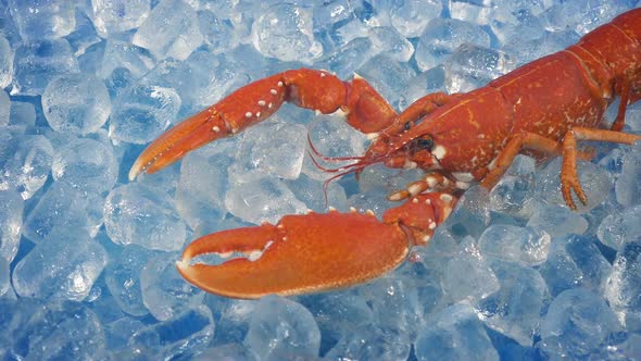 Red Lobster On The Ice At Sea Food Restaurant