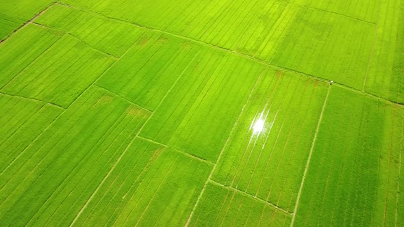 Aerial Panoramic View of Yellow Green Rice Field with Sunlight Reflection