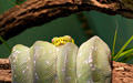 Green Tree Python - PhotoDune Item for Sale