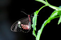 Central American Cattleheart Butterfly - PhotoDune Item for Sale