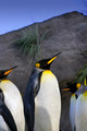 King Penguins - PhotoDune Item for Sale